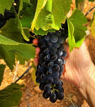 Oldenburg Vineyards