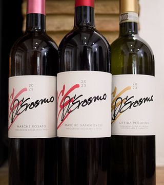 Marche Vineyard Tour & Wine Tasting at Cantina D'Erasmo