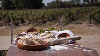 Dégustation et visite secrètes des vins de Vasija Secreta
