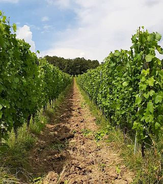 Carastelec Winery