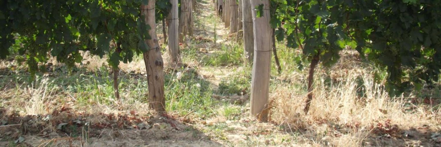 djurdjic winery-vineyard