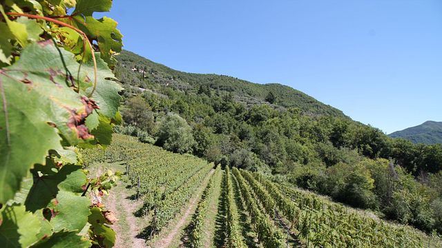 Tenuta Maffone Winery