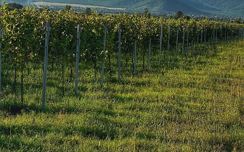 Visite du vignoble, dîner et séjour au Marani Milorauli