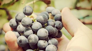 Degustazione di vini e tour presso Weingut Obermoser - Thomas Rottensteiner
