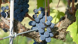 Tenuta Neri Giovanni e Valeria