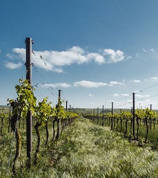 Dégustation de vins au Weingut Fam.