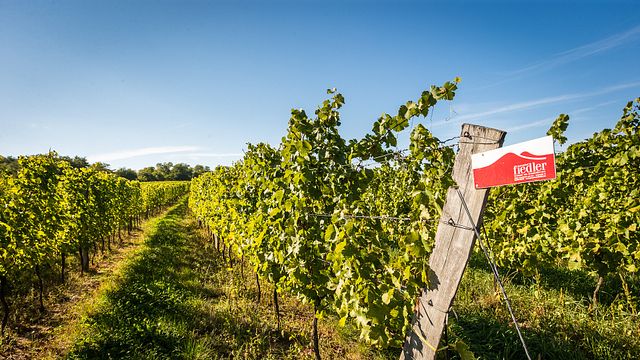 Dégustation de vins et visite du Weingut Grenzhof-Fiedler