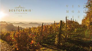 Cata de vinos y tour en la Cantina Destefanis Federico