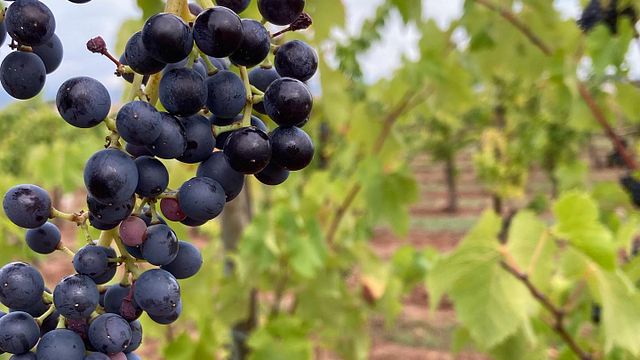 Anpassat paket för en resa på Finca Mas Perdut