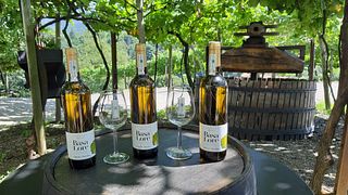 Wine Tasting and Tour at Txakoli Basa Lore