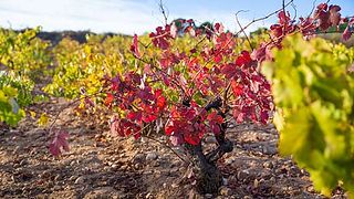 Bodegas Y Viñedos Gancedo