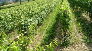 Cascina Corte Winery