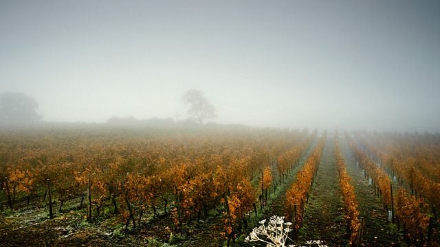 Weingut Dreissigacker