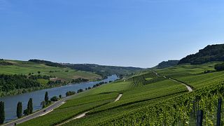 Dégustation de vins populaires au Domaine Viticole Schlink