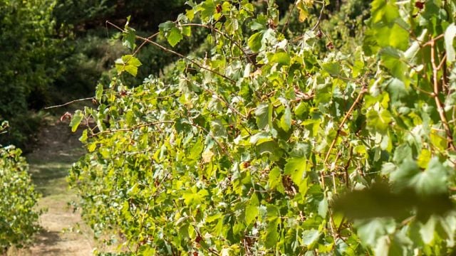 Zerbosco Wine & Tasting