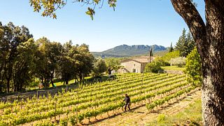Mas Gourdou Winery