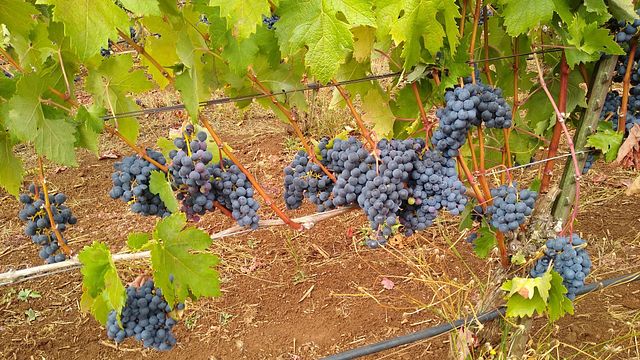 Holloran Vineyard Wines