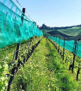 Dégustation de vins et visite à Mauro Veglio Azienda Agricola