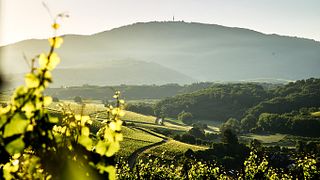 Weingut Lämmlin-Schindler