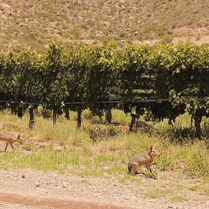Una experiencia vacacional en Chañarmuyo Wine Lodge