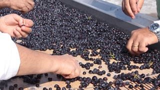 Degustação de vinhos e tour em Salcheto
