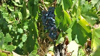 Villalobos Wine