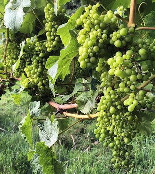 Oatley Vineyard