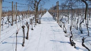Degustazione di vini in cantina a Jindrovo Vinarstvi