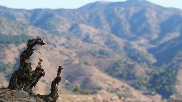 Scopri il paesaggio collinare di DOQ Priorat