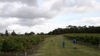 Bordeaux Organic Wine Tour & Tasting at Château Raboutet