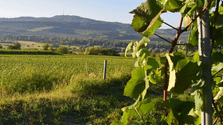 Baden Vineyard Journey: Taste & Terroir at Hunn