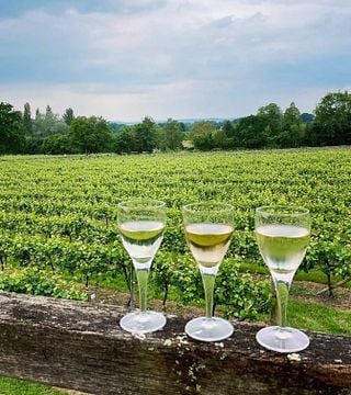 London Wine Tour to Sussex Vineyards
