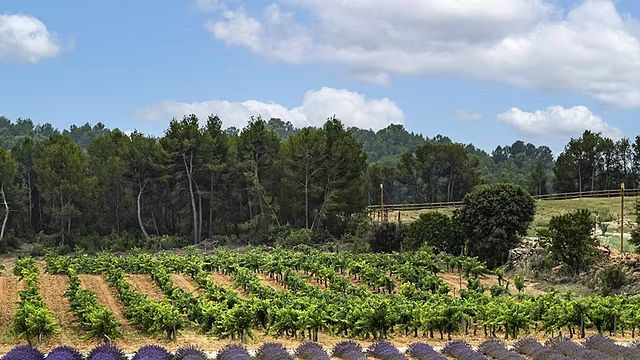Neleman Organic Vineyards