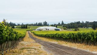 Degustação de vinhos e tour na Emeritus Vineyards