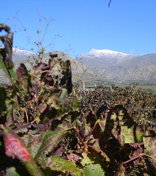 Bodega Burbujas De Altura