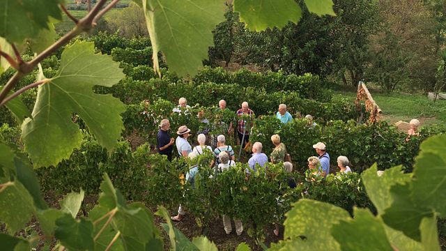 Expérience et dégustation de vin au vignoble familial Merumalia