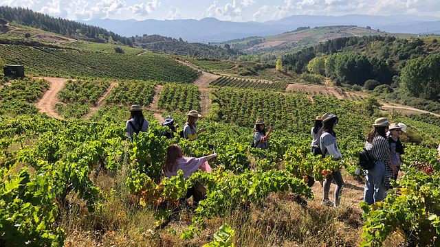 Dégustation de vins et visite des Bodegas Estefania
