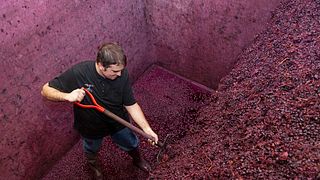 Tour per tutta la famiglia alla Cantina Araico