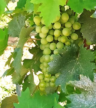 Tour privato: tour pomeridiano del Chianti Classico con degustazione di vini 