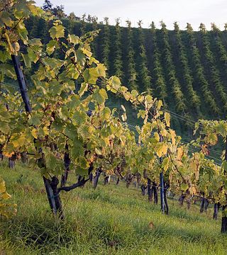 Degustação de vinhos e tour no Bio-Dynamisches Weingut Tauss