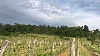 Degustação de vinhos e tour no Marchesi Pancrazi