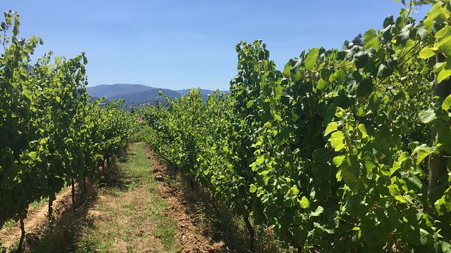 Turra Wines