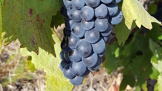Unvergessliche Tour im Domaine De L'oustal Blanc
