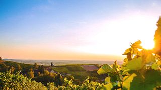 Cata de vinos y visita guiada a Weinmanufaktur Gengenbach-Offenburg