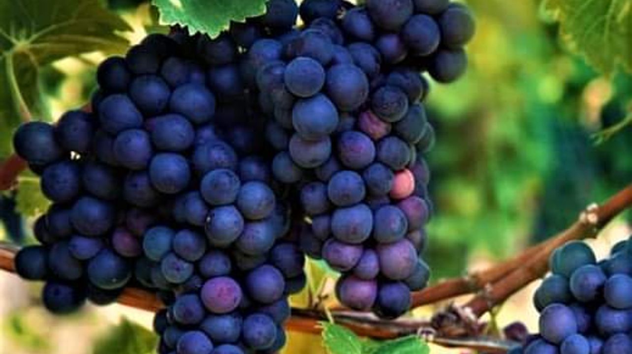 Sancin Winery