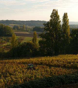 Degustazione e visita di vini biologici aromatici al Domaine de Grimardy