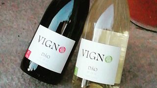 Degustazione di vini e visita al Freire Lobo Unipessoal