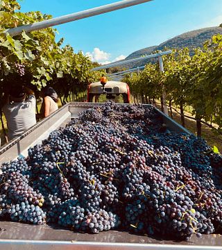 Cantina Veronese Beatrice