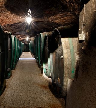 Dégustation de base et visite à Ptujska klet / Pullus Wines