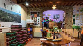 Wine tasting and tour at Fattoria Le Sorgenti